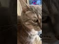 #Nova #cat #catsoftiktok #meow #pernakitten #drawf #cute #6yrs #6 #beautiful #lilbobcat