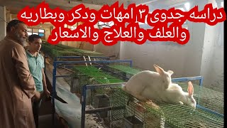 دراسه جدوى ٣ امهات ودكر و الاسعار مشروعك في بيتك باقل تكاليف