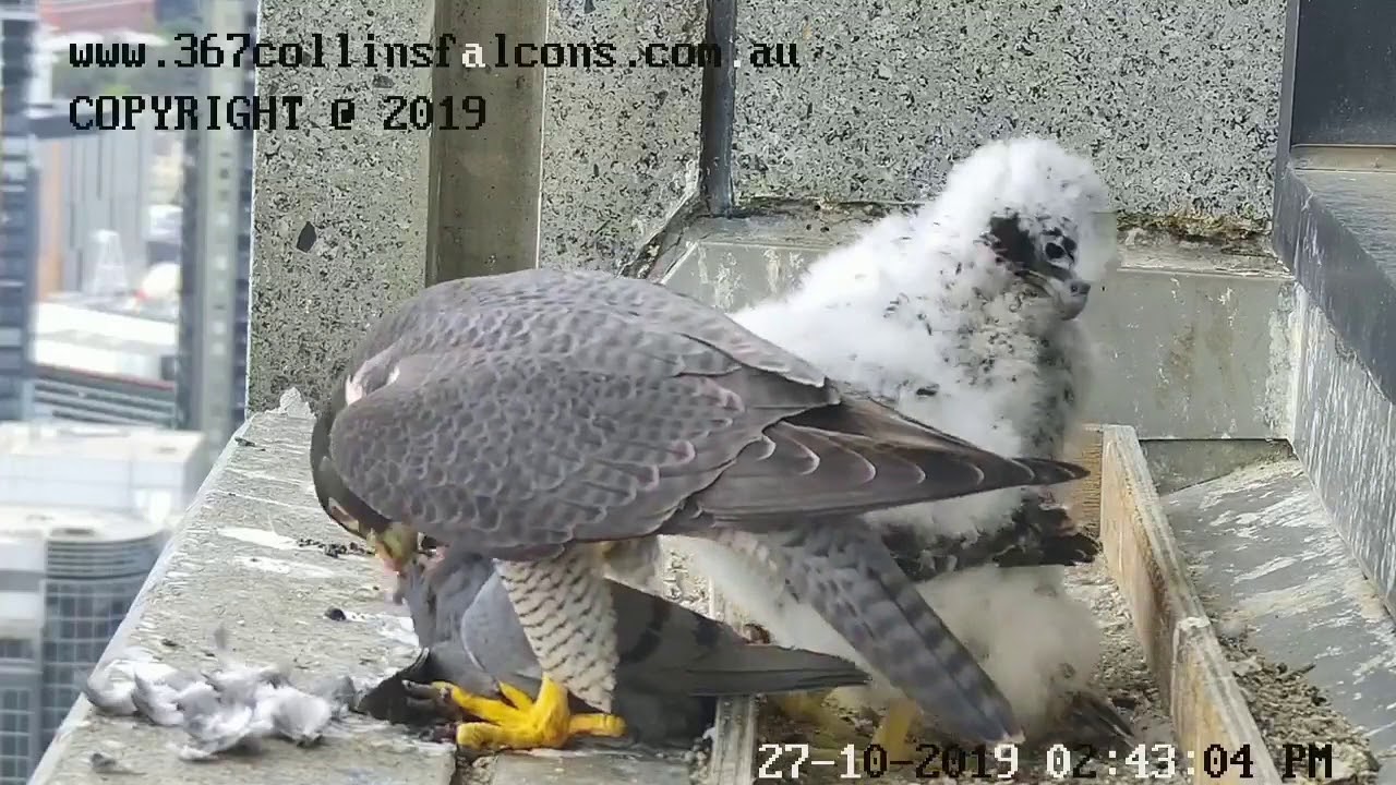 Melbourne Peregrine Falcons - Live Pigeon again 20191027