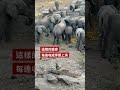 大象與猴子群起而出搶吃果園丟棄橙漿 － BBC News 中文
