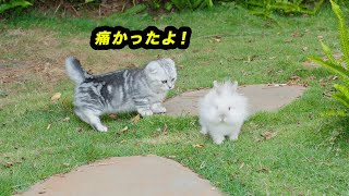 全力で邪魔している子猫をぶつかるうさぎが面白すぎた