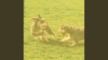 Pulsating Chillout Smooth Jazz - Vibe for Doggy Walking