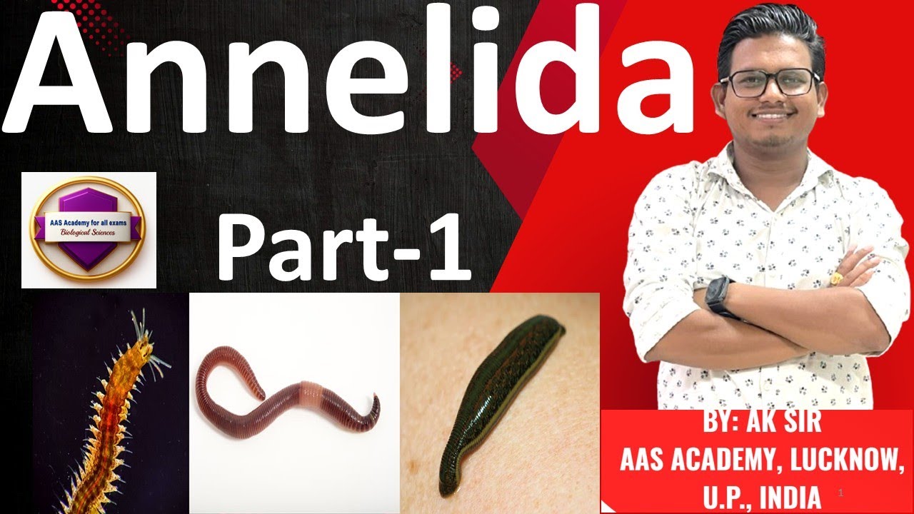 Phylum Annelida Earthworm Part-2 - YouTube