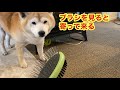 柴犬貴教！ブラシを見ると自分から寄ってくる貴教！😄またまた換毛期の続きです！