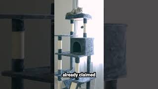 Yaheetech Cat Tree Tower My Cats Love It