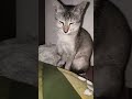 kya sach me...? #ytshort #cat #cute #facts #trending