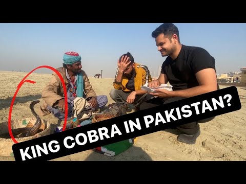 KING COBRA IN PAKISTAN ? | EXPOSED | AZLAN SHAH