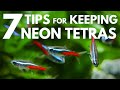 7 Tips for Keeping Neon Tetras in an Aquarium