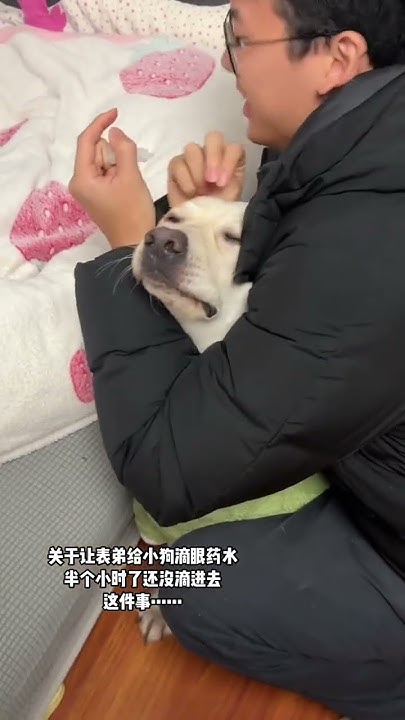 can-cheese-give-me-a-good-time-puppy-diary-pull-or-not-pull-the-pig
