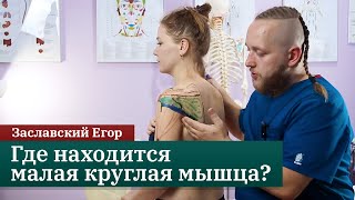 Малая круглая мышца. Онлайн-курс по анатомии для массажистов и кинезиологов. Заславский Егор