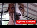 ബുള്ളി കുത്ത | Tiger line Bulli kutha Indian Mastiff or Pakistani Mastiff