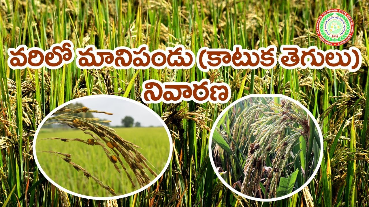 Kharif paddy - False smut- Management ll PJTSAU ll
