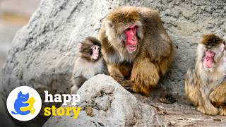 Punch the Monkey Nobody Wanted Finally Won Over The Troop’s Leader | HAPP