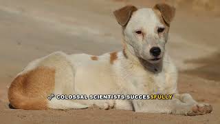 Dire Wolf Genome Discovery: Evolutionary History Explained