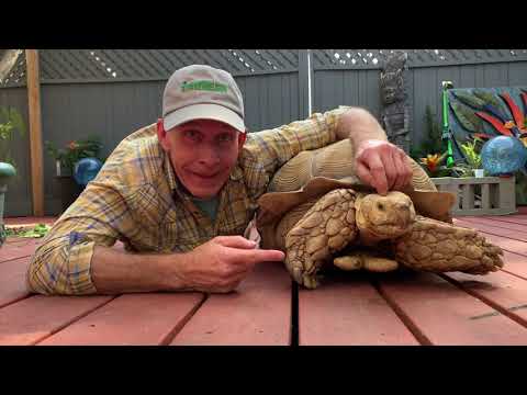 Video: Bebeğiniz İçin Bir Habitat Nasıl Kurulur Sulcata Kaplumbağa