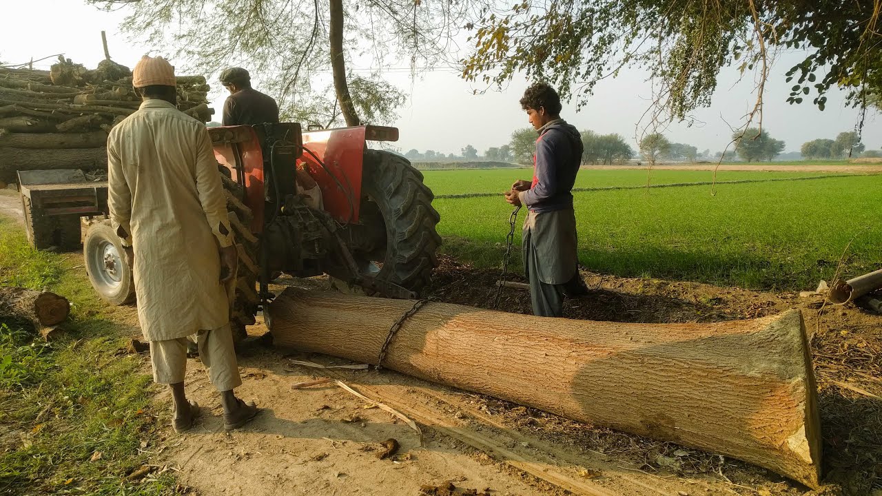 Tree Woods Cutter and Loading | Petrol Chain Cutter| Tree Chain Cutter | Cutting Down Tree| Pakistan