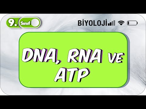 Video: DNA ve RNA'nın monomer birimi nedir?