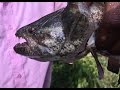 Guyanese Fishing Technique 3