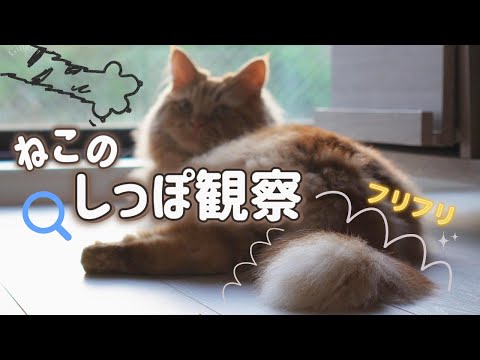 サイベリアンのしっぽ観察してみた!猫はどんな気持ち?