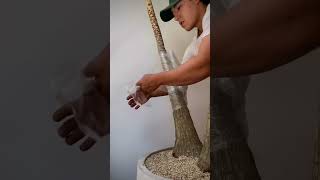 Cómo elegir e instalar una planta exótica en interiores (resultado increíble)