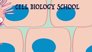 Differentiation Markers And Differential Gene Expression