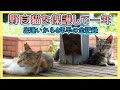 【野良猫を保護して一年】シロ・トラとの出逢い　子育て　保護〜現在まで約4年半の全記録　猫のお陰で人生が変わったお話し