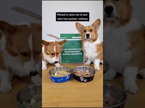 Dog Moments 2022 Shorts 