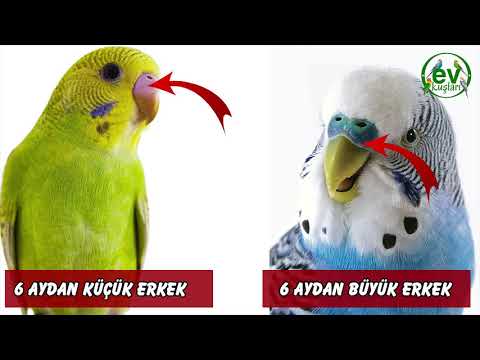 Video: Muhabbet Kuşunun Yaşı Nasıl Belirlenir