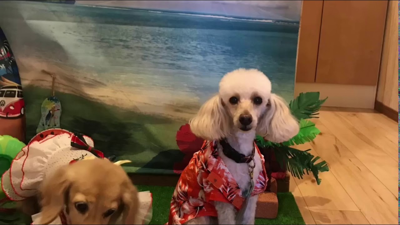 ドッグカフェ大阪 19年8月11日ドッグカフェコパン Youtube