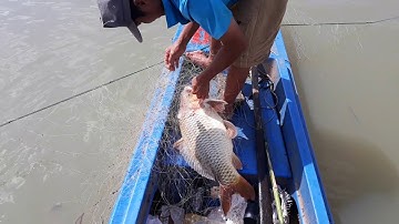 thả lưới bắt được cá chép 8 kg