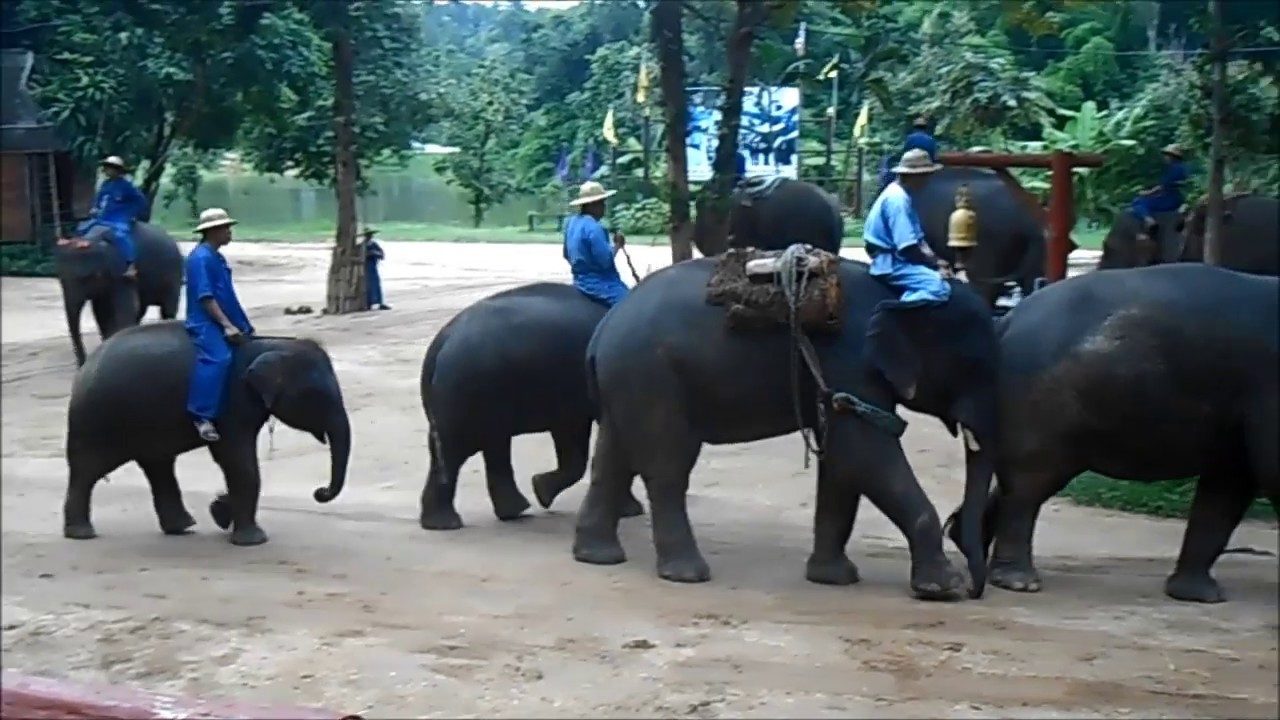 Lampang ELEPHANT POWER!  Elephant Conservation Center, Thailand