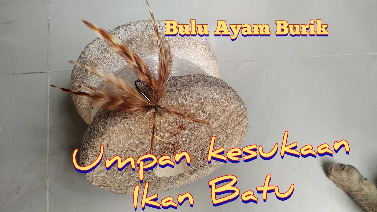 Cara Mengikat Umpan dari bulu Ayam. 