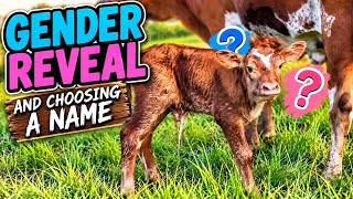 Longhorn Calf Gender Reveal and Name! 