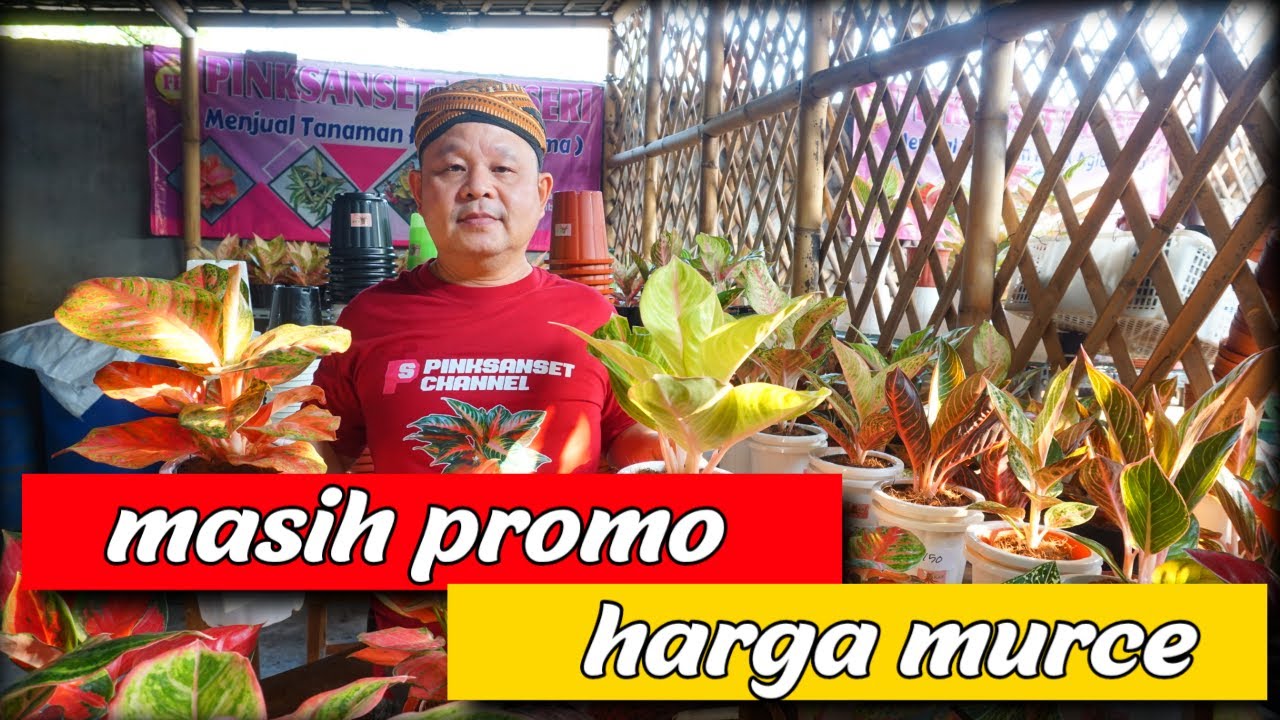 MASIH PROMO, HARGA MURCE (Eps.58) |Aglonema - YouTube
