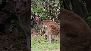 How cute is a kangaroo baby 😍#shorts #kangaroo #short #viral How cute is a kangaroo baby 😍#shorts #kangaroo #short #viral