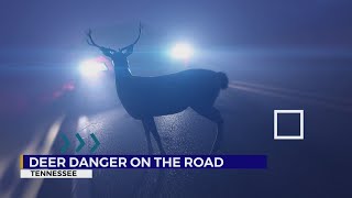 Deer Danger On The Road