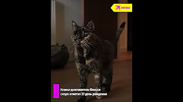 Самая старая кошка в мире прожила на земле почти 27 лет