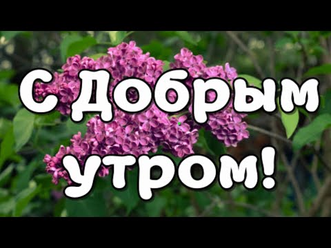 Доброе утро! Пусть у вас все будет замечательно! Видеооткрытка С Добрым утром