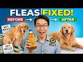 $2 Apple Cider Vinegar KILLS Fleas On Dogs Effortlessly
