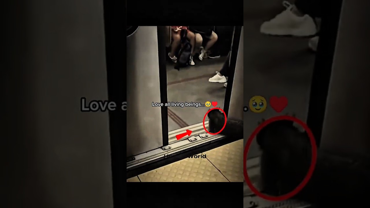 Kindness is universal language ♥️