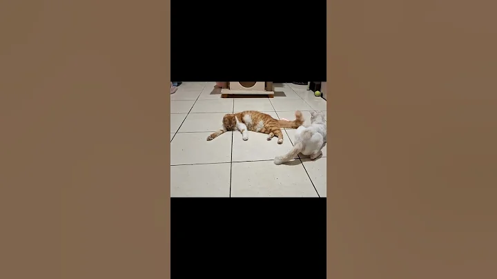 Video 10133921: kitten cutecat catlover funnycats, cats kitten cutecat catlovers, cat kitten kitty cutecat, cat playing funnycats cutecats, cat kitten toys kitty, cat kitten kitty cute, kitten cutecat funny