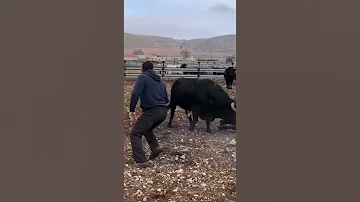 Бык ушатал другого быка по полной🔥🔥🔥