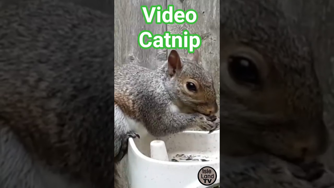 Cat TV - Video Catnip 8 