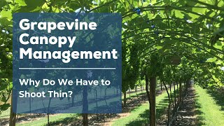 Grapevine Canopy Management Ep11 - Why Do We Have to Shoot Thin #viticulture #grapegrowing