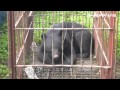 鶏小屋そばの捕獲用おりにクマ、北秋田市