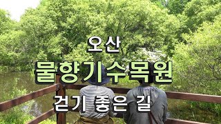 물향기수목원 수국원 영상