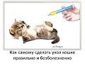 Учимся делать  укол кошке и не допускать ошибок / How to give an injection to a cat