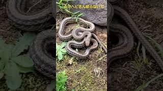 シマヘビさんに遭遇