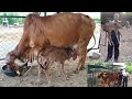 GIR CATTLE CARE AFTER DELIVERY GIR FEMALE COW CALF DRINKING A2 MILK  गाय के प्रसव के बाद की देखभाल