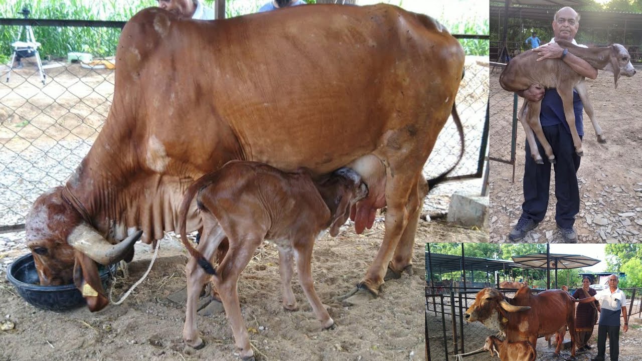 GIR CATTLE CARE AFTER DELIVERY GIR FEMALE COW CALF DRINKING A2 MILK गाय के प्रसव के बाद की